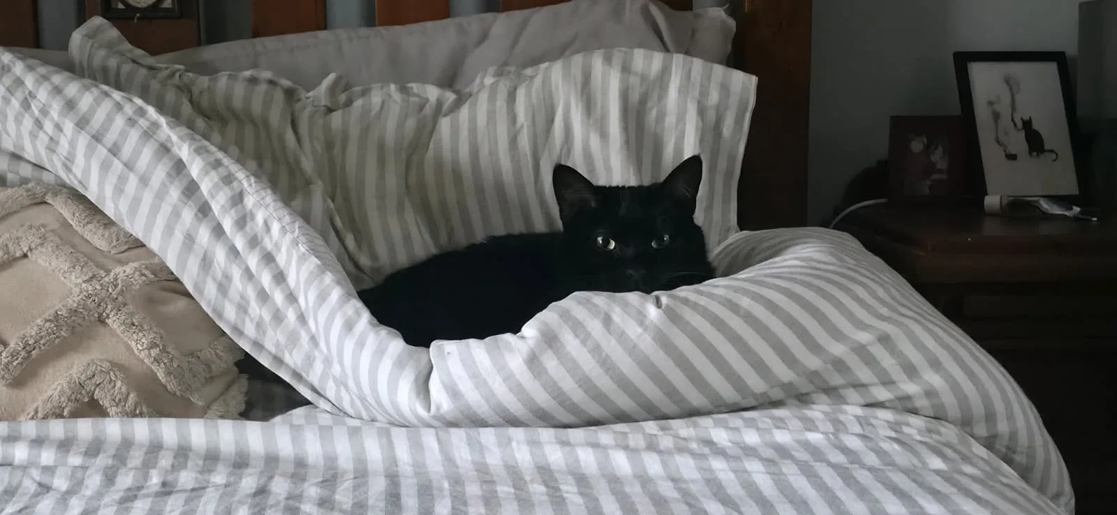 Midnight the cozy black cat character